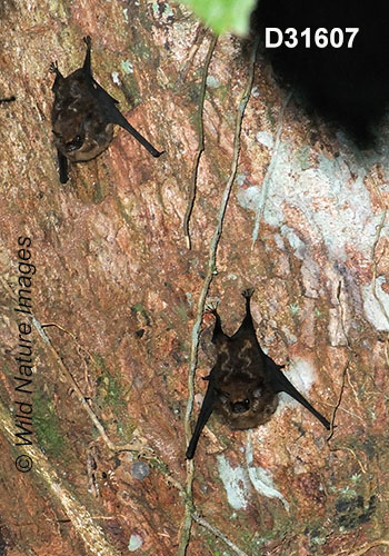 Greater Sac-winged Bat (Saccopteryx bilineata)